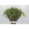 Chasmanthium latifolium 'Mantis'