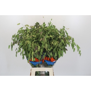 Chasmanthium latifolium 'Mantis'