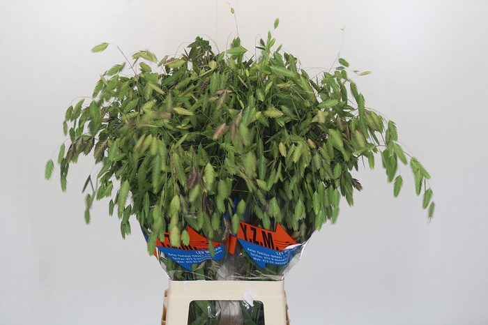 <h4>Chasmanthium latifolium 'Mantis'</h4>