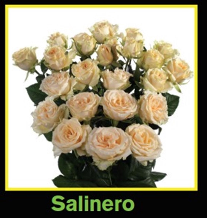 <h4>R Tr Spray Salinero</h4>