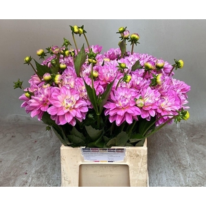 DAHL (DECORATIVE GRP) JOSEPH DAHL J