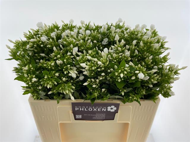 <h4>PHLOX P SNOWY</h4>