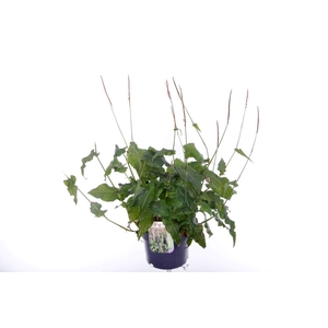 Persicaria amplexicaulis Rosea