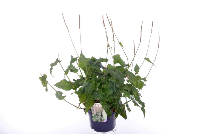 <h4>Persicaria amplexicaulis Rosea</h4>