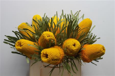 <h4>Banksia Hookeriana Yellow</h4>