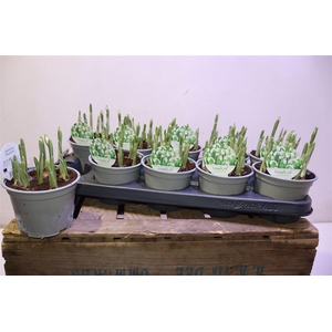 arr8 Galanthus Hippolyta