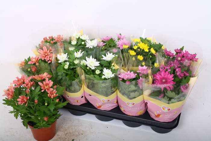 <h4>CHRYS GEVULDBL GEM</h4>