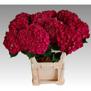 Hydrangea Mon Amour