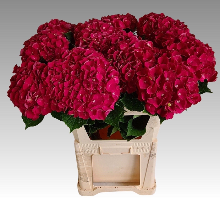 <h4>Hydrangea Mon Amour</h4>