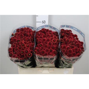 Chr S Aaa Purpet Red