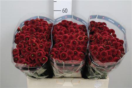 <h4>Chr S Aaa Purpet Red</h4>