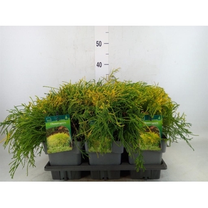 Chamaecyparis pis. 'Sungold'