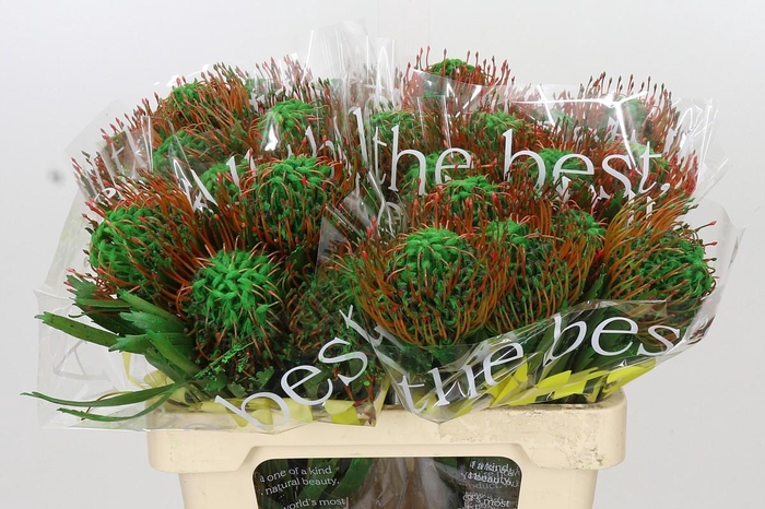 <h4>Nutans Painted Green</h4>