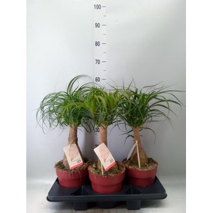 Beaucarnea recurvata