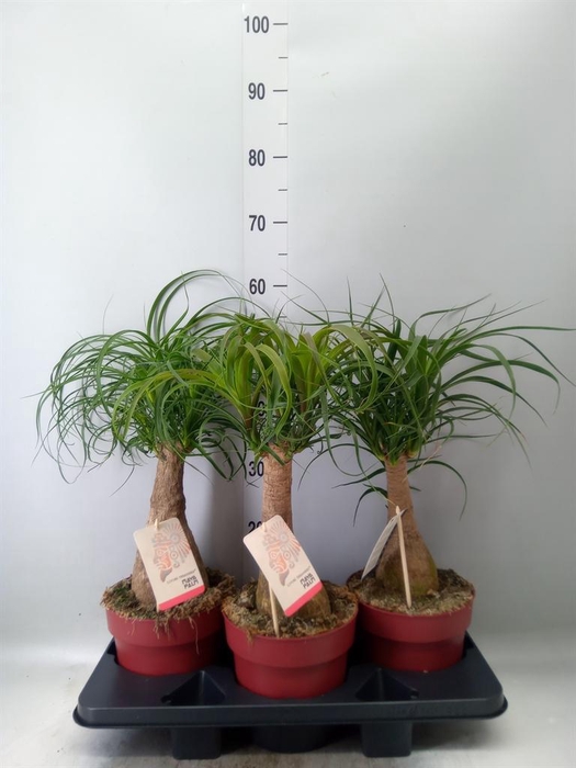 <h4>Beaucarnea recurvata</h4>