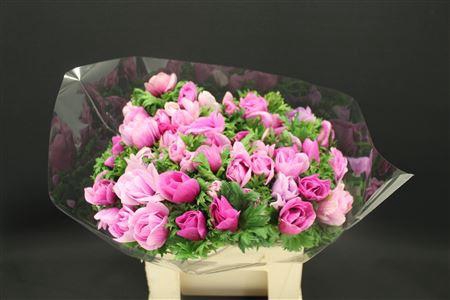 <h4>Anem Z Mistral Light Lila</h4>