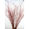 CORNUS ALBA SIBIRICA VERT. 180/200CM