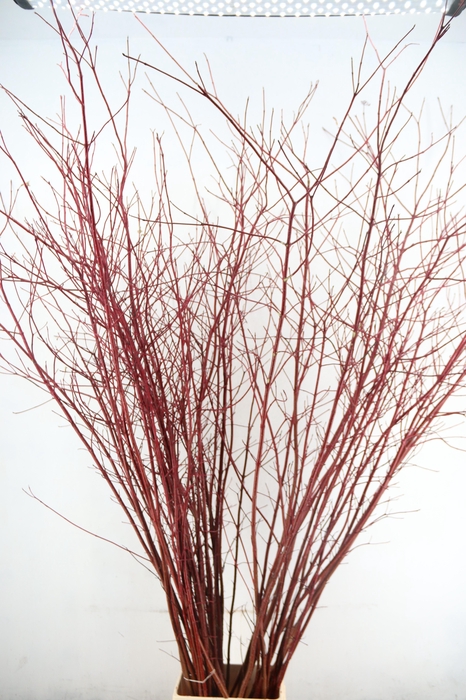 CORNUS ALBA SIBIRICA VERT. 180/200CM