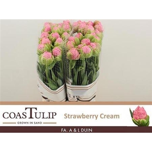 Tu Du Strawber Cream