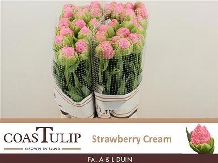 <h4>Tu Du Strawber Cream</h4>