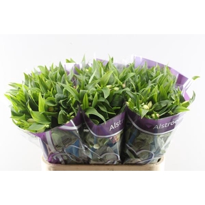 Alstr True Dream (pink/wit)