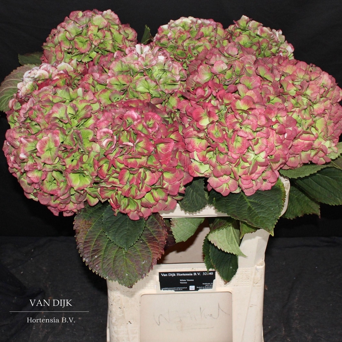 <h4>HYDR M CH VERENA CL</h4>