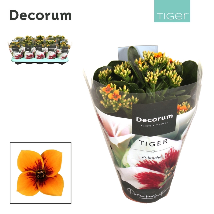 <h4>Kalanchoe Decorum Tiger - 10,5 cm Tiger Orange</h4>