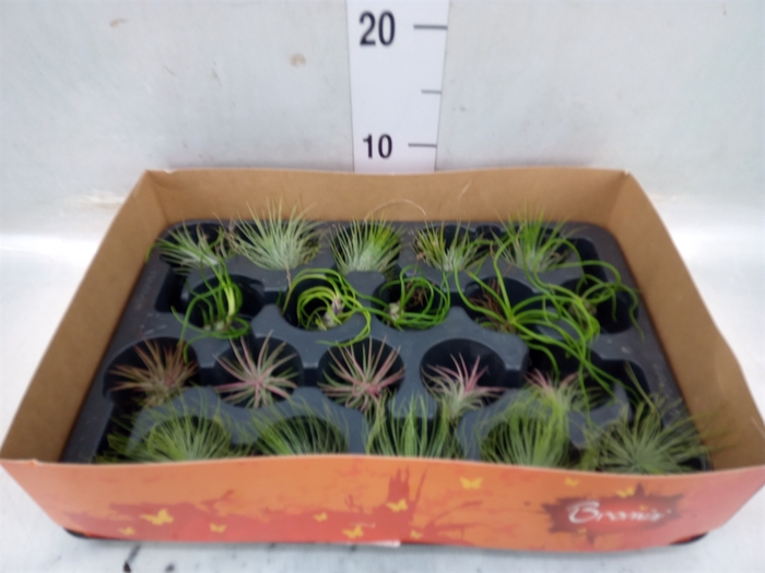 <h4>Tillandsia</h4>