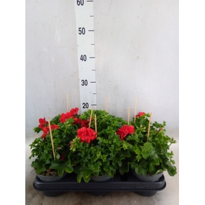 Pelargonium pelt.   ...