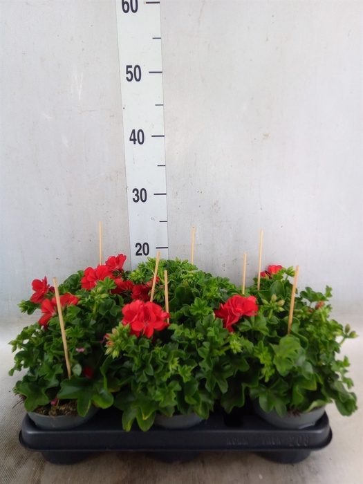 <h4>Pelargonium pelt.   ...</h4>