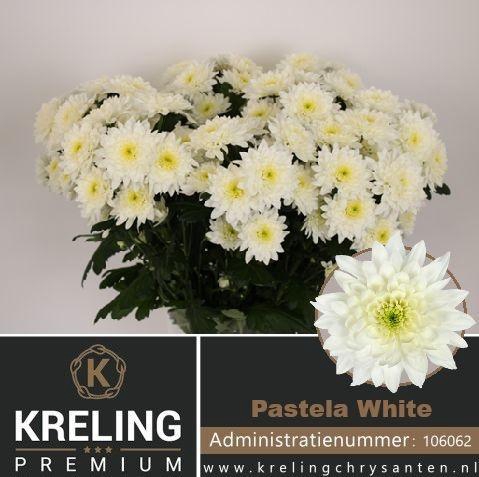 <h4>CHR T PASTELA WHITE</h4>