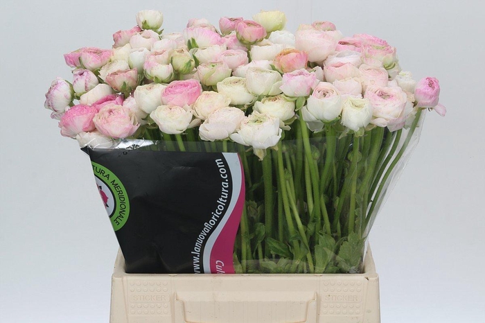 <h4>Ranunculus Cappucino Pink</h4>