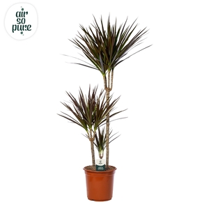 Dracaena Magenta p24, 75+30+10 (Air So Pure)