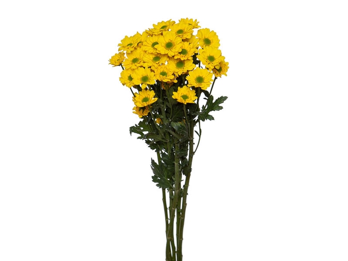 CRISANTEMO SANTINI REJUMBO 080 CM