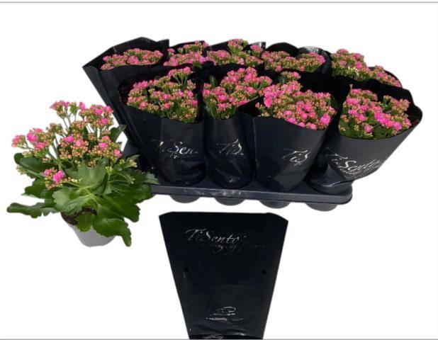 <h4>KAL GE PERFECTA ROSA</h4>