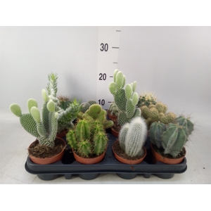 Cactus   ...mix
