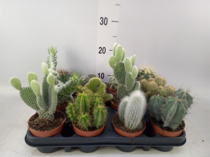 <h4>Cactus   ...mix</h4>