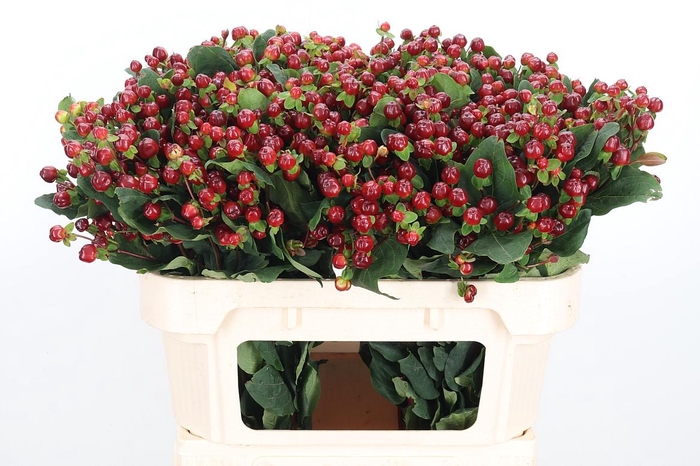 <h4>Hyp Mag Cherry</h4>