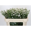 Aster White Gypsy
