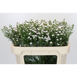 Aster White Gypsy