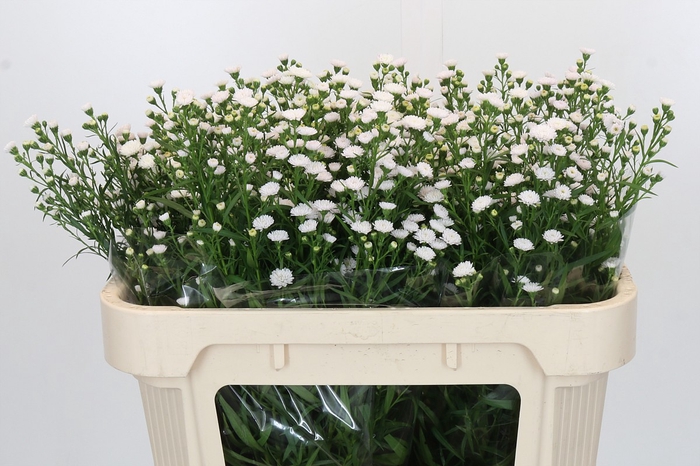Aster White Gypsy