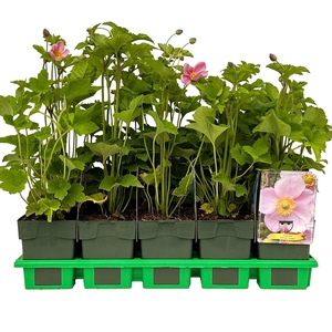 Anemone x hybrida