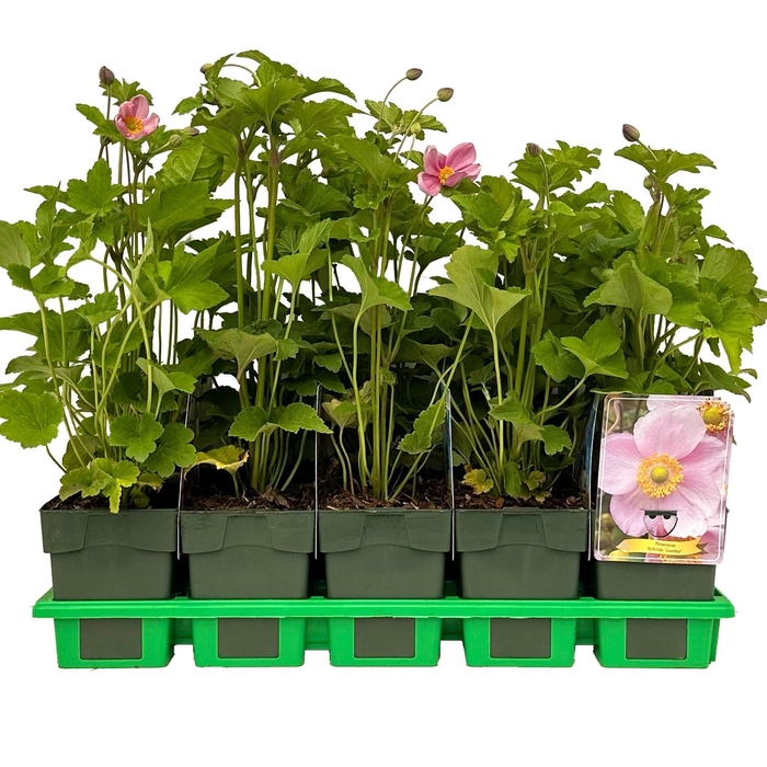 <h4>Anemone x hybrida</h4>
