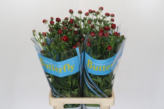 <h4>Ranunculus Butterfly Hades</h4>