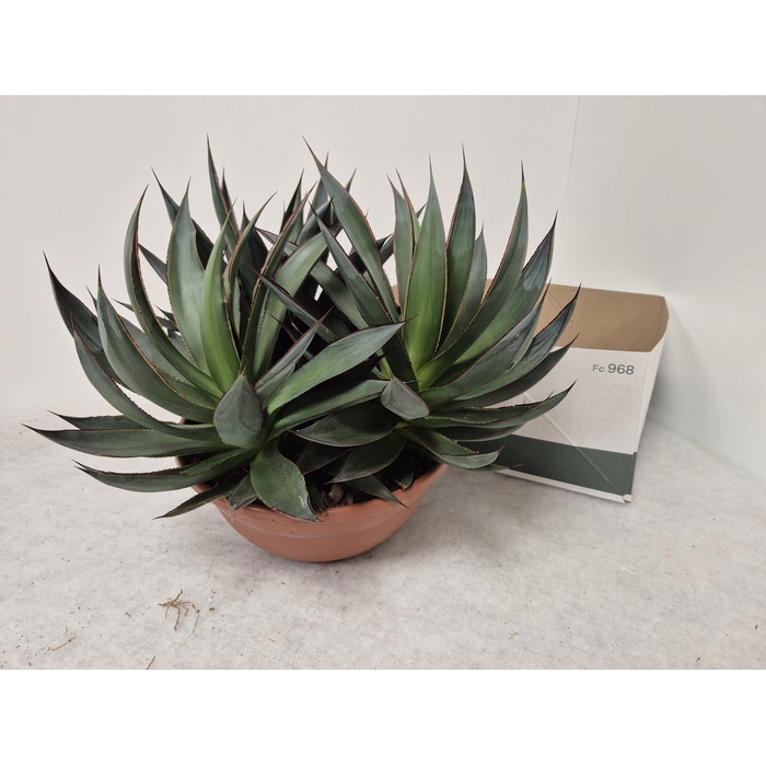 <h4>AGAV SHAKA ZULU</h4>