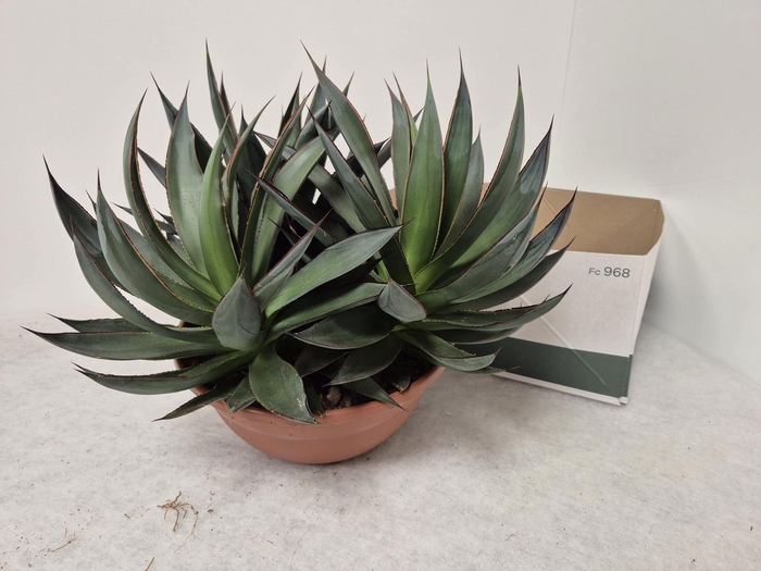 <h4>AGAV SHAKA ZULU</h4>