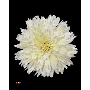 Chr G Undercover Pastel Yellow