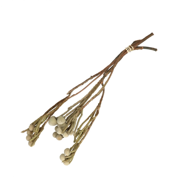 <h4>Droogbloem Brunia 40cm x3</h4>
