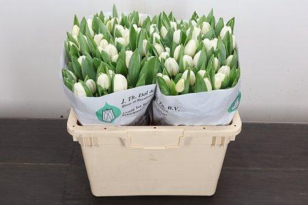 <h4>Tulipa si antarctica</h4>