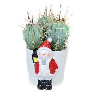 Cactus mix 10,5 cm in Sneeuwman planter